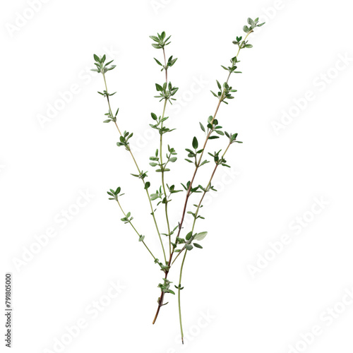 A sprig of fresh thyme with its delicate leaves, captured against a transparent background, perfect for culinary and herbal presentations.