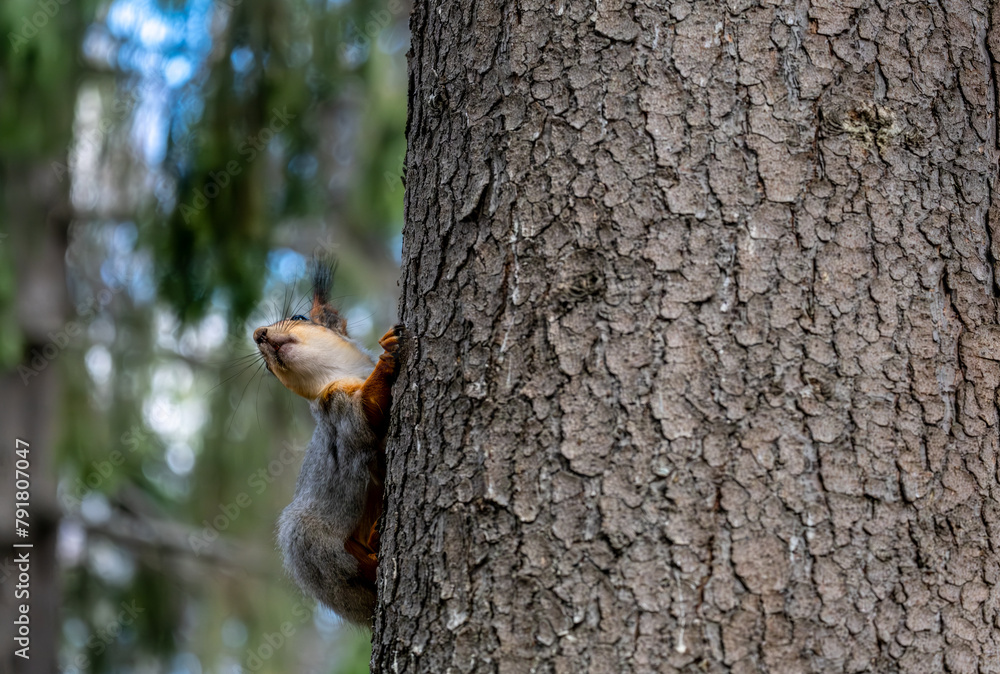 Obraz premium A squirrel on the trunk of a pine tree on a spring day.
