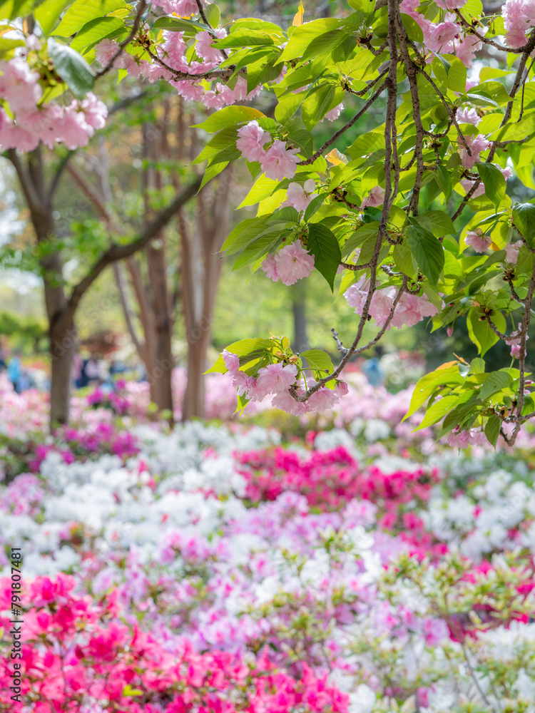 A blooming Prunus tree with azalea plants flowering in the background. A blooming Prunus tree with azalea plants flowering in the background.