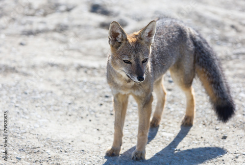 Fox in Patagonia