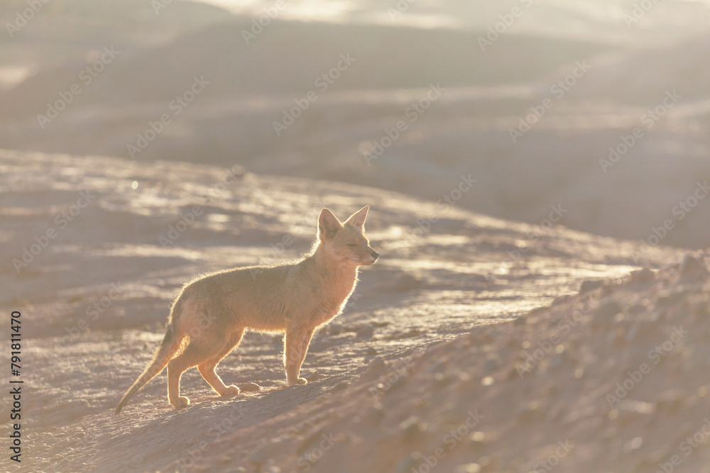 Naklejka premium Fox in Patagonia