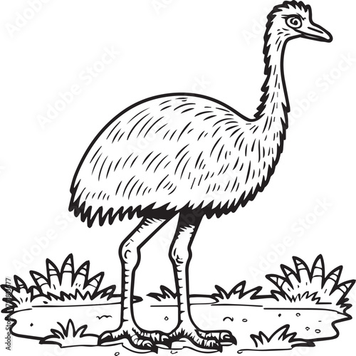 Emu bird coloring pages for coloring book photo