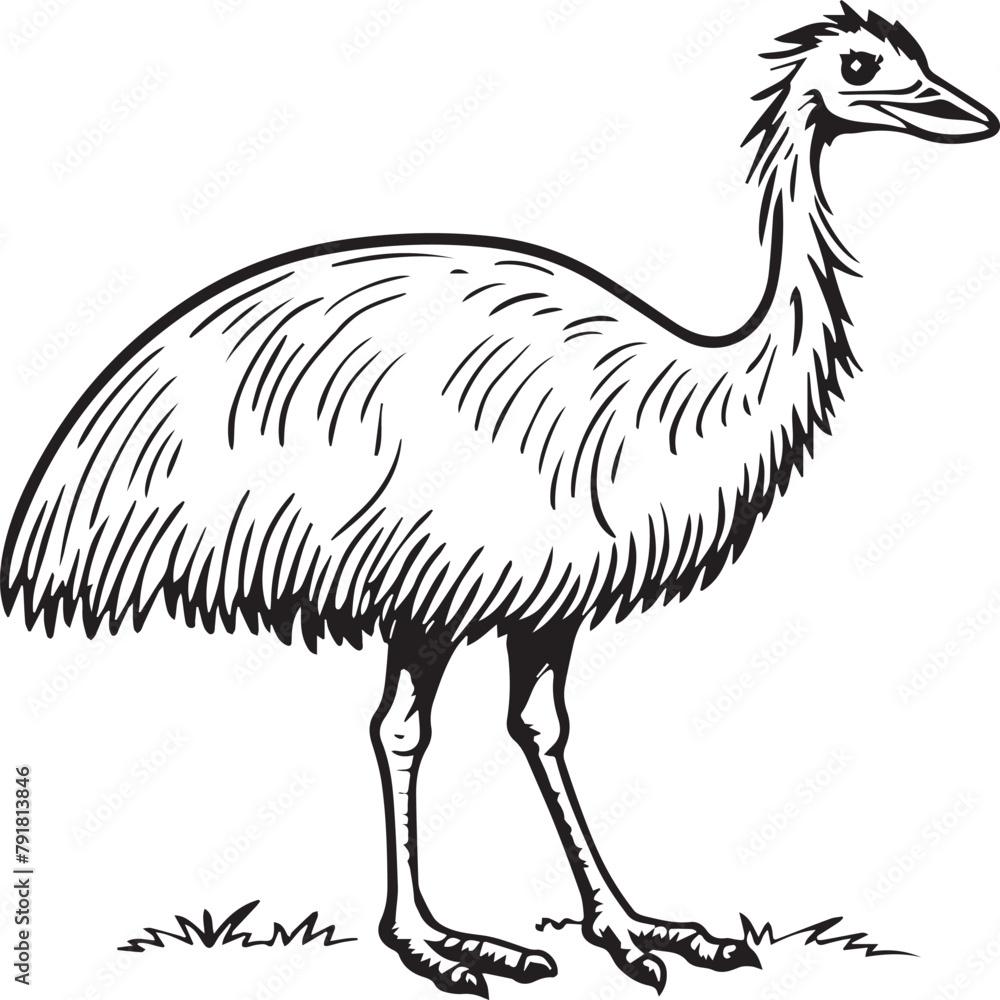 Fototapeta premium Emu bird coloring pages for coloring book