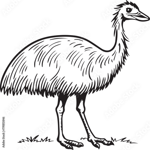 Emu bird coloring pages for coloring book