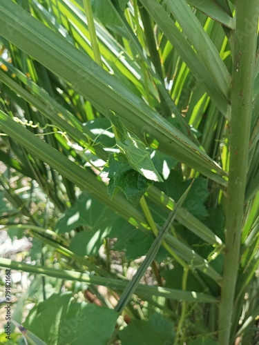 leaves of a tree,green tree ,leaves on a tree,tree, sky, nature, spring, branch, leaf, leaves, plant, blue,