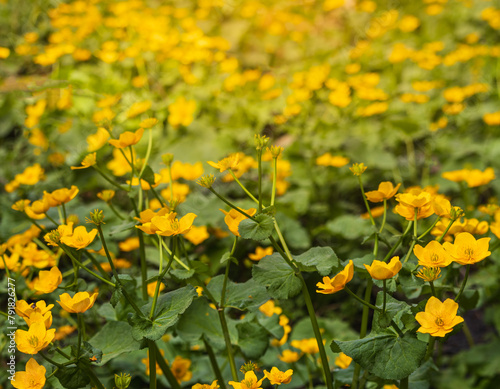Yellow marsh marigold, caltha palustris flower field. Spring Czech flower