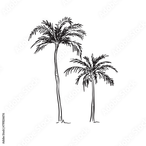 A line drawn illustration of two individual file palm trees in a sketchy style. Black and white sketch, vectorised for a wide variety of uses. This file consists of 2 individual vectors.