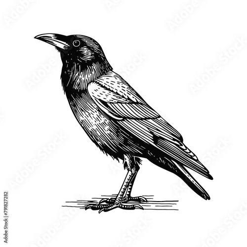 crow engraving black and white outline