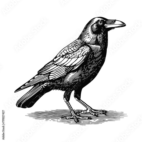 crow engraving black and white outline
