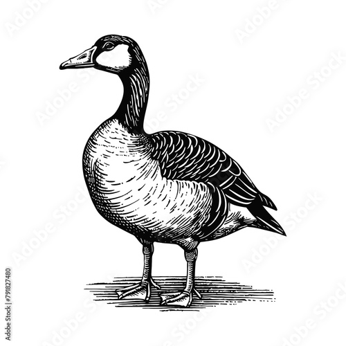 goose engraving black and white outline