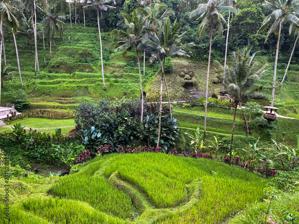 Pathways and greenery rice field