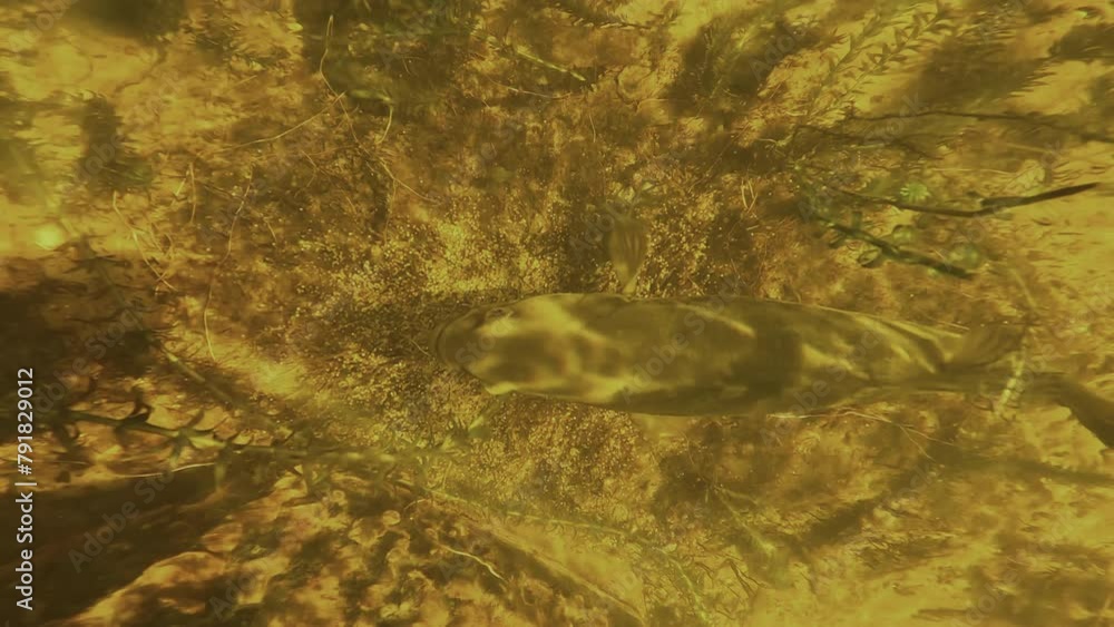 Top view of a largemouth bass in a guarding position over its nest covered with eggs. Check my gallery for similar footage. Top view of a largemouth bass in a guarding position over its nest covered with eggs. Check my gallery for similar footage.