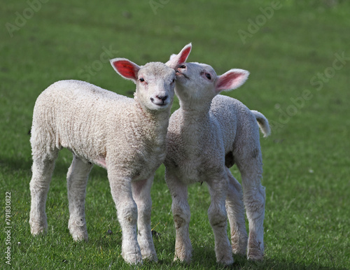 Schafe und Lämmer auf dem Deich © Werner