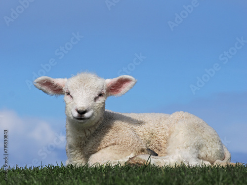 Schafe und Lämmer auf dem Deich