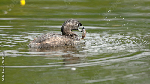 Pie-billed Grebe catches a fish for its chick photo