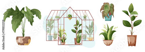 Houseplant and macrame plant growing in pots. Greenhouse, flower rack and macrame plants isolated on white background. Cartoon flat illustration.