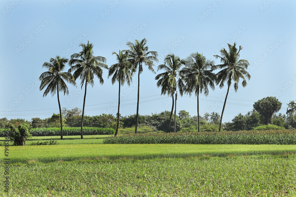 Lovely view indian rural areas pearl millet (bajra). processing farm. landscape view over millet fields. Farming Agriculture scene. coconut tree and countryside or a 'village' in India. Lovely view indian rural areas pearl millet (bajra). processing farm. landscape view over millet fields. Farming Agriculture scene. coconut tree and countryside or a 'village' in India.