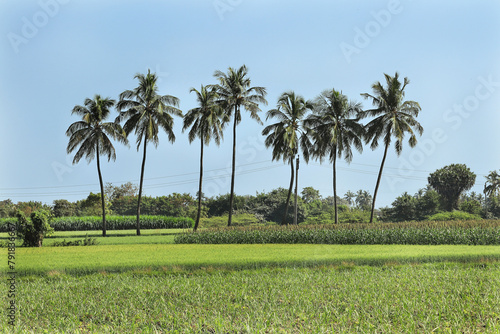 Lovely view indian rural areas pearl millet (bajra). processing farm. landscape view over millet fields. Farming Agriculture scene. coconut tree and countryside or a 'village' in India. photo