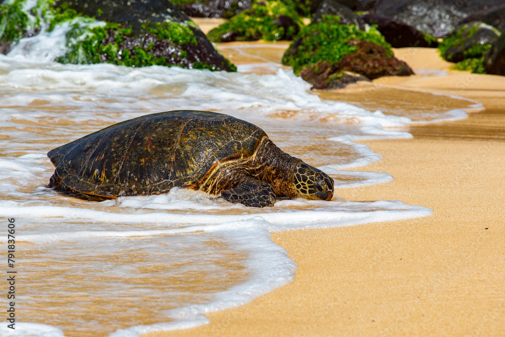 turtle on the shore