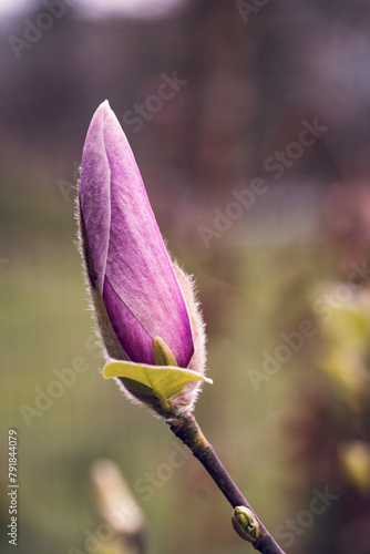 Magnolia wiosną © Lukasz
