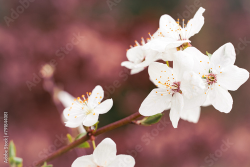 Białek kwiatki wiosną © Lukasz