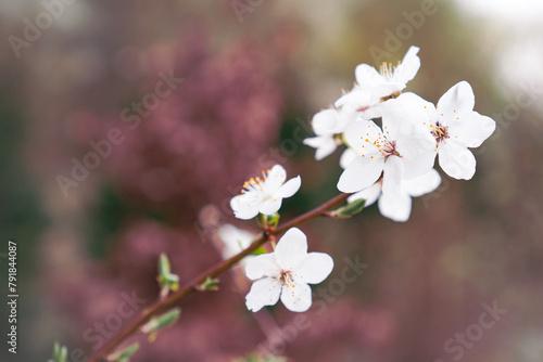 Białek kwiatki wiosną © Lukasz