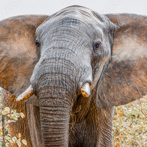 Elefantenbulle im Kruger NP, Südafrika photo