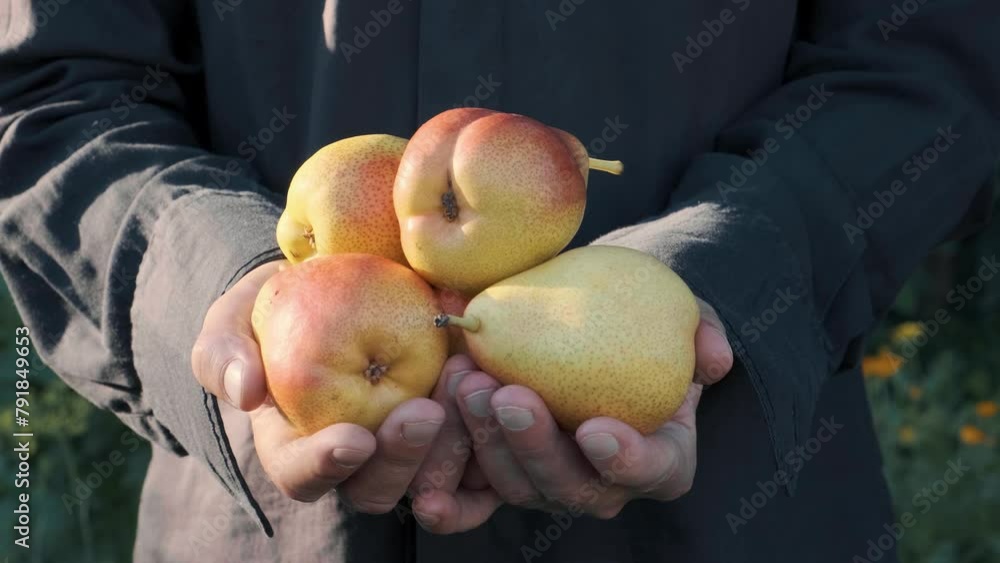 Farmer holding in hands fresh organic harvested pear fruits. Organic healthy food. Agriculture and farming concept Farmer holding in hands fresh organic harvested pear fruits. Organic healthy food. Agriculture and farming concept