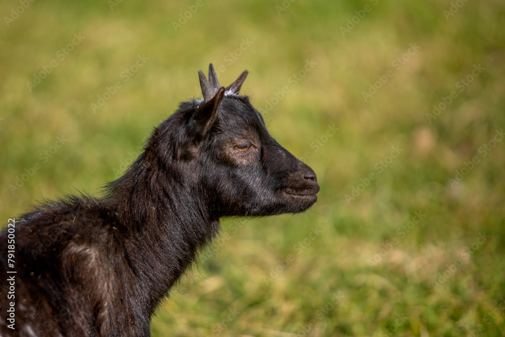 Young dwarf goat head portrait in the field
