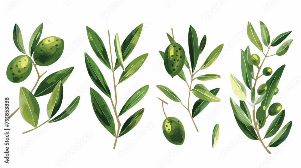 Olive and leaf branch. Greek fruit plant