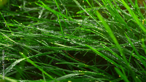 grass with dew drops