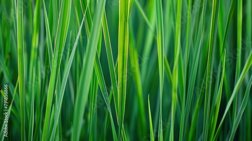 A closeup of vertical, thin lines in varying shades of green, resembling reeds swaying gently under the breeze