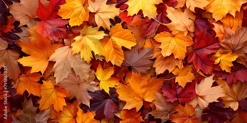 Autumn leaves natural colorful background