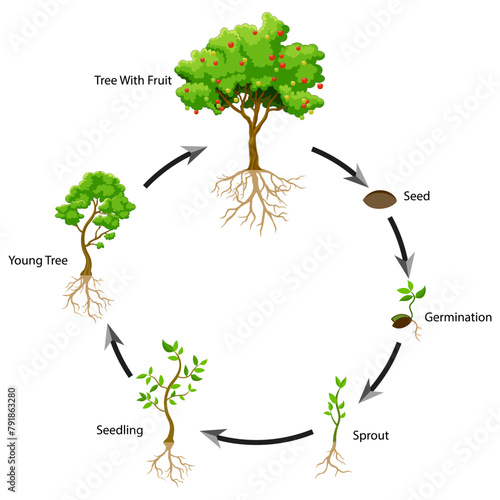 Diagram showing parts of a tree with roots. Vector illustration.