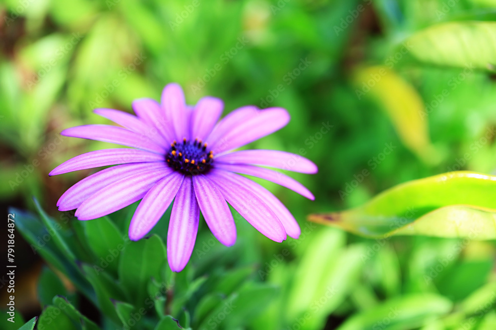 Obraz premium Beautiful Purple Cape Daisy Antique Rose with Raindrops on Easter Island of Chile, South America