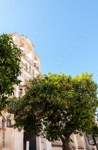 Orange tree outside the Puerta del Perdón (Door of Forgiveness) entrance to Seville Cathedral