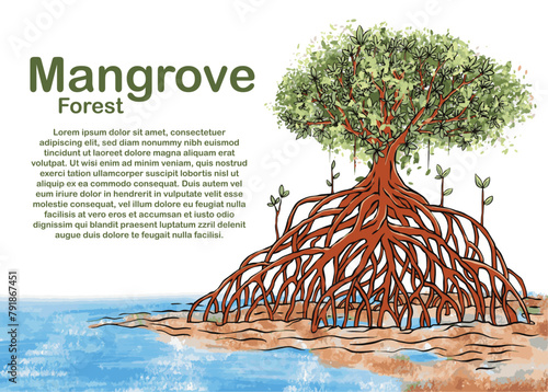 Mangrove Tree Hand Drawing Illustrations
