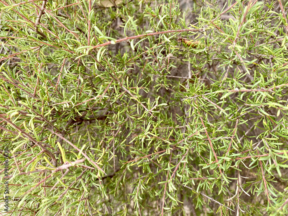 Close up Bush with thin green leaves. Cute nature for backgrounds, decor, posters, banners. Close up Bush with thin green leaves. Cute nature for backgrounds, decor, posters, banners.