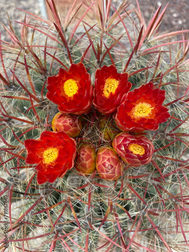 Closeup Blooming cactus. Red cactuses flowers. Hot weather.