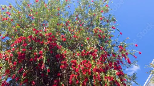 Close-up shot of beautiful Callistemon citrinus flower. Australian Crimson Bottlebrush Red Flowers  photo