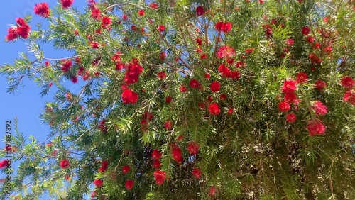 Close-up shot of beautiful Callistemon citrinus flower. Australian Crimson Bottlebrush Red Flowers 