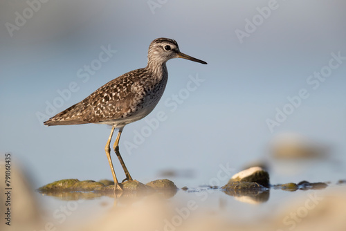 Waders or shorebirds, wood sandpiper (Tringa glareola) in a wetland area in italy. photo