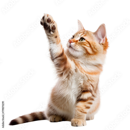 Maine coon cat jumping and raising paw up isolated on transparent background