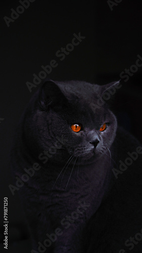 Portrait in profile of a gray British shorthair cat on a dark background. Favorite pets. Serious look of yellow eyes.