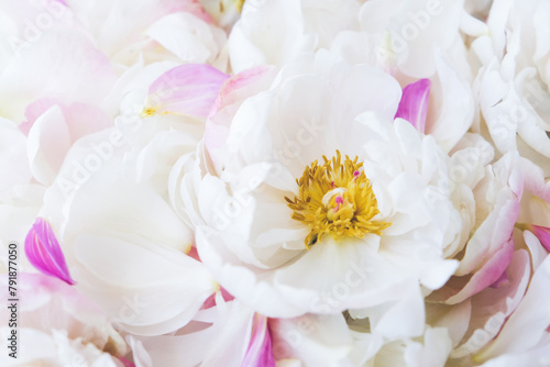 Beautiful delicate pastel pink and white peony flowers and petals  close-up view. Natural floral texture.