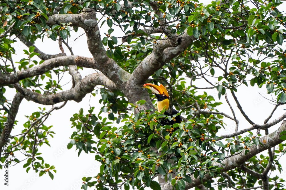 Fototapeta premium A hornbill is eating ripe fruit. Khao Yai National Park