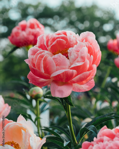 Beautiful Coral Charm peony flowers blooming in the garden. Natural summer flowery background.