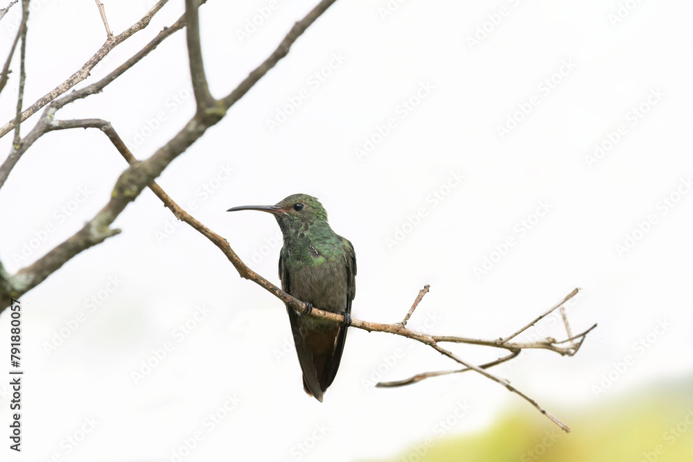 Naklejka premium Rufous-tailed Hummingbird (Amazilia tzacatl)