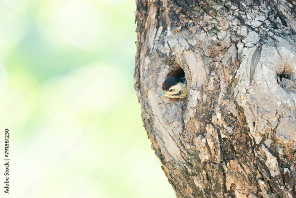 spotted woodpecker Feeding the young in the nest hole spotted woodpecker Feeding the young in the nest hole