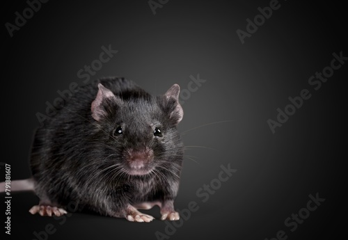 house mice parasitizes pose on background photo